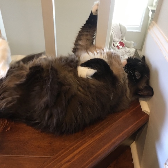 Meet your Posher, Chel - Picture 3 of 7